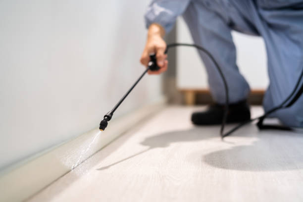 Licensed Wasp Control service in Crooked Lake Park, FL - Nex Pest Control